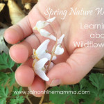 Dutchman's Breeches (Dicentra cucullaria)