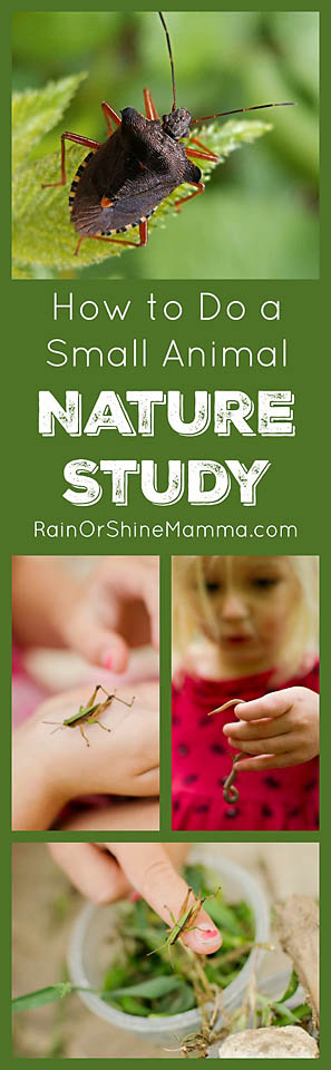 How to Do a Small Animal Nature Study. Nature activities for preschoolers and kindergarteners. Rain or Shine Mamma.