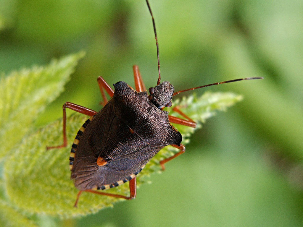 Doing an animal nature study is a fun nature activity for preschoolers as well as older kids. These helpful tips will help you get started.