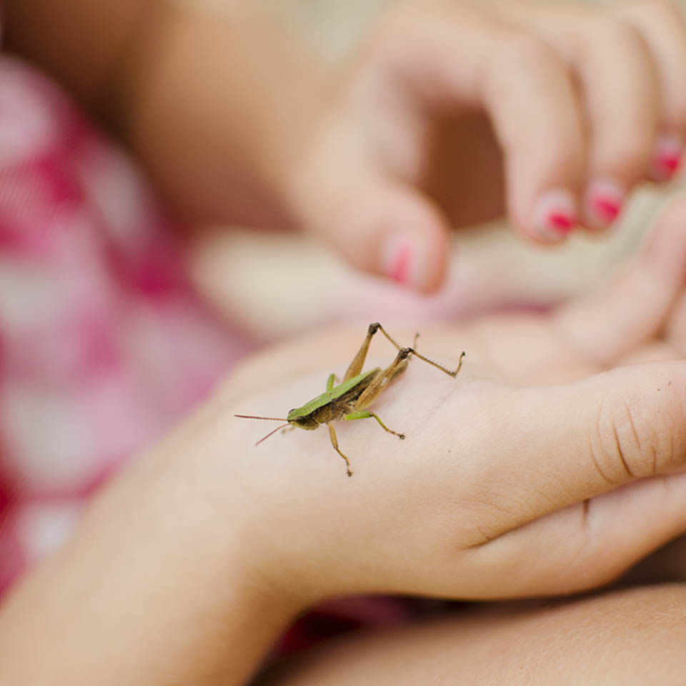 How to Do a Small Animal Nature Study. Fun nature activity for preschoolers and older kids. Rain or Shine Mamma.