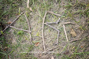 The alphabet made out of tree branches.