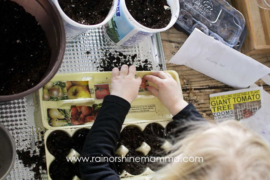 Planting tomatoes, pumpkins and other seeds.
