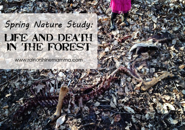 Spring Nature Study: Life and Death in the Forest