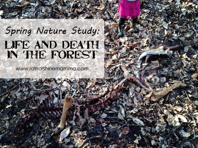 Spring Nature Study: Life and Death in the Forest. Rain or Shine Mamma