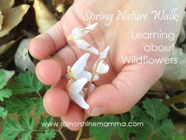 Spring Nature Walk: Learning about Wildflowers. Rain or Shine Mamma