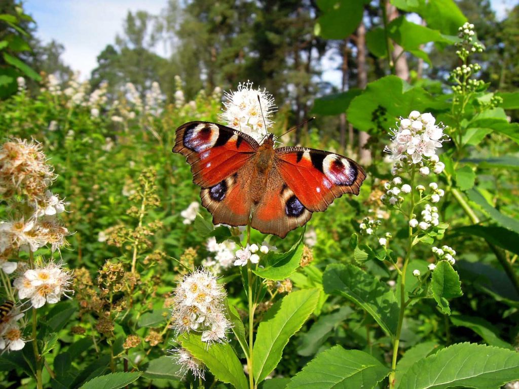 Three Fun and Educational Butterfly Projects for Kids. From butterfly gardens to citizen science, these fun butterfly activities are bound to be a hit with the kiddos! 