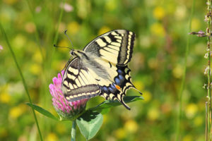 Three Fun and Educational Butterfly Projects for Kids. From butterfly gardens to citizen science, these fun butterfly activities are bound to be a hit with the kiddos!