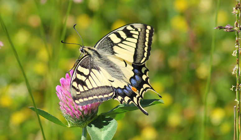 Three Fun and Educational Butterfly Projects for Kids. From butterfly gardens to citizen science, these fun butterfly activities are bound to be a hit with the kiddos!