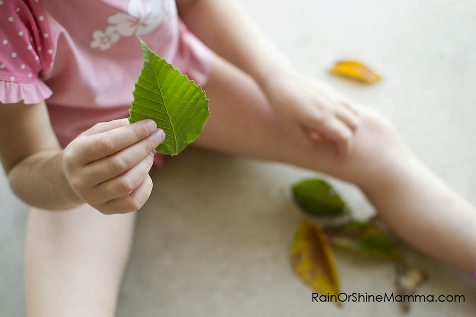 DIY Forest School VIII: Sequencing with Natural Objects. Rain or Shine Mamma