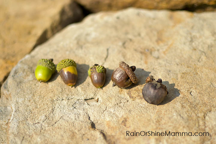 DIY Forest School VIII: Sequencing with Natural Objects. Rain or Shine Mamma