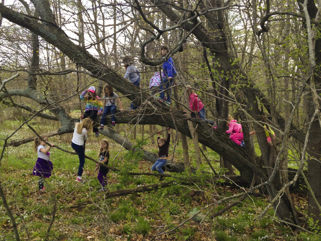 Let Them Climb Trees! The many benefits of tree climbing for kids. Don't miss these tips for staying safe while climbing trees! Rain or Shine Mamma