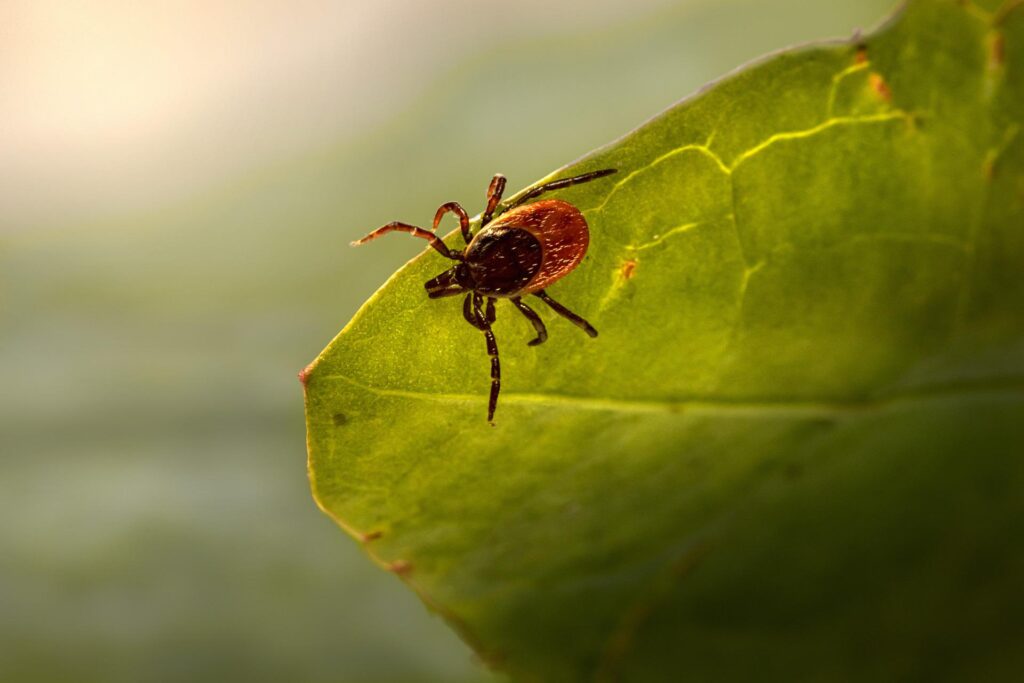 Tick crawling across leaf.