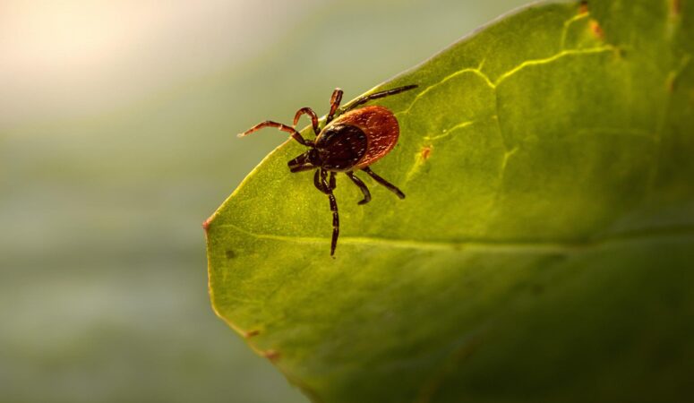 How to prevent ticks and not go crazy with worry