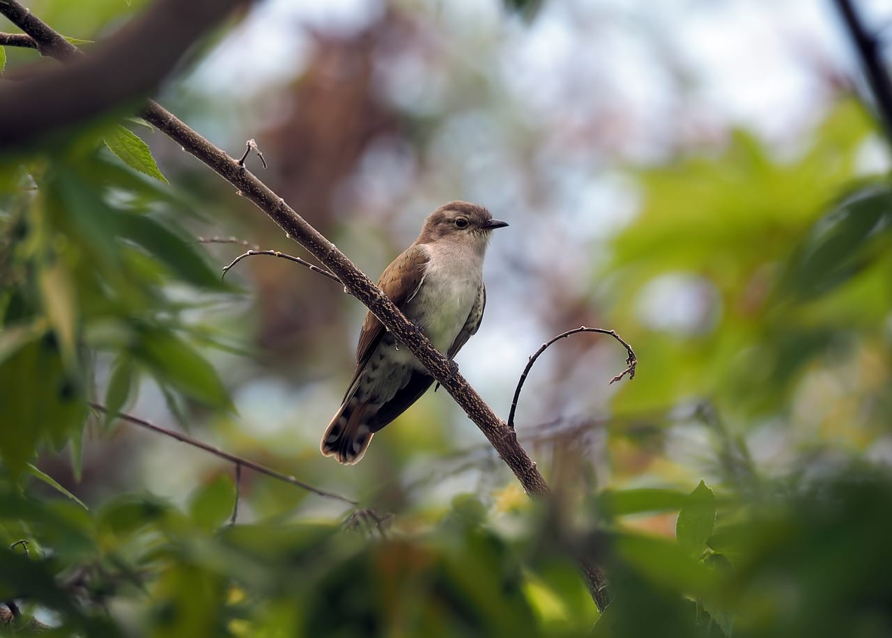 Perched plaintive cuckoo